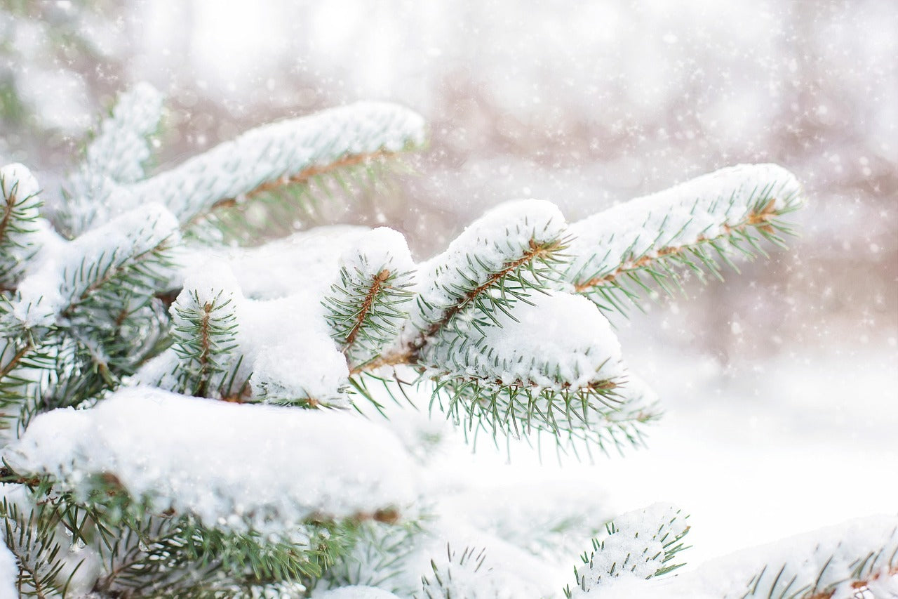 Snapbar - Weihnachts-Düfte deiner Wahl