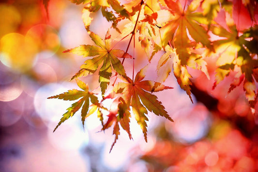Snapbar - Herbst-Düfte deiner Wahl